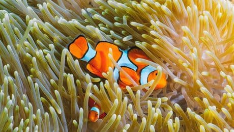 De anemoonvis krimpt als er een onderwaterhittegolf heerst