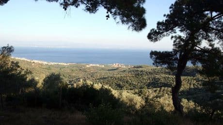 Kıyı kenar çizgisinin deniz tarafındaki ormanlık alanlar talana açıldı