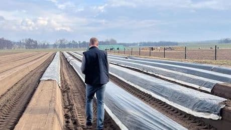 Dieser sächsische Spargel aus Nieschütz macht Beelitz Konkurrenz
