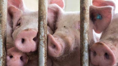 Umfrage in Deutschland: Mehrheit für Fleischsteuer – wenn es das Tierwohl unterstützt