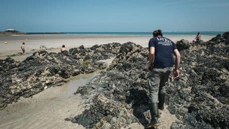 Un été à la plage : en Bretagne, à la découverte des petites bêtes