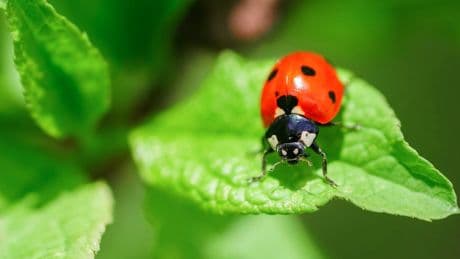 Echte Helden: Diese Nützlinge sind die heimlichen Retter im Garten
