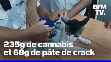 Un "narcochat" attrapé aux abords d'une prison au Costa Rica avec de la drogue sur son dos