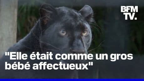 6 ans après, les anciens propriétaires d'une panthère noire sont jugés à Lille