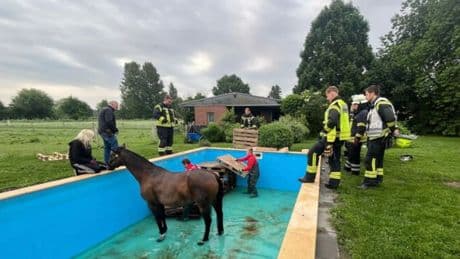 Stute landet mit Galopp im Pool - Feuerwehr rettet Pferd mit einer cleveren Idee