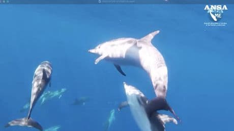 Golfo dell’Asinara: avvistati 70 delfini con cuccioli