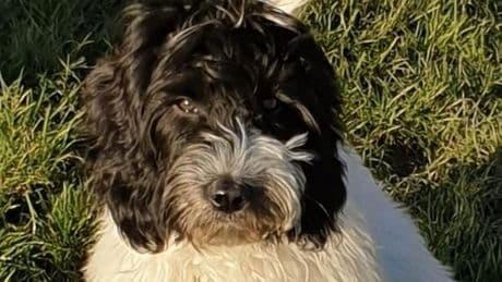 'My £800 miniature cockapoo wouldn't stop growing - DNA test left me gobsmacked'