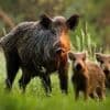Plomb dans le gibier : 13,8 millions d’Européens exposés, dont plus d’un million d’enfants