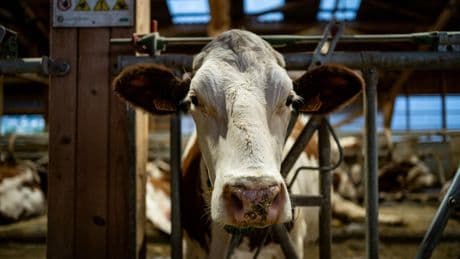 Élevage : qu’est-ce que la dermatose nodulaire, cette maladie qui menace les vaches françaises ?