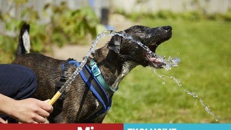 UK heatwave: Eight clever hacks to keep you and pets cool - and get some sleep