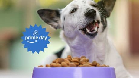 Amazon Prime Day 2025: los mejores descuentos en comederos, bebederos, camas y mantas refrescantes para tu perro