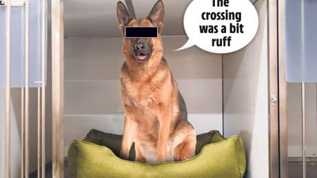 Small boat migrant’s DOG looked after for four months costing YOU thousands in latest borders fiasco