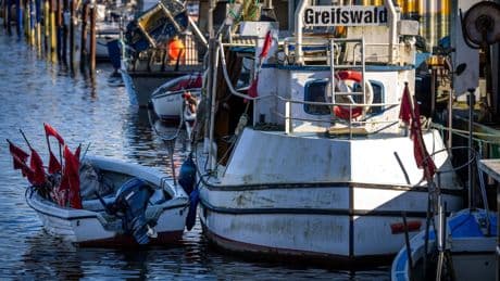 Fischfang: Kaum Bestandserholung bei Ostsee-Dorsch und Hering