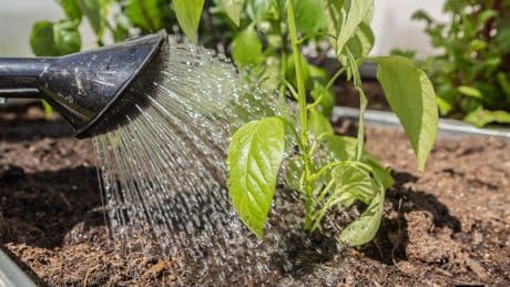 Kochwasser nicht wegschütten: So düngen Sie Ihre Pflanzen ganz nebenbei