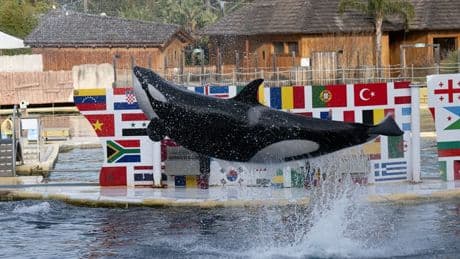 Marineland: des images des orques et dauphins dans les bassins déserts créent l'inquiétude