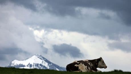 Landwirtschaft: Milchleistung bei Bayerns Kühen gestiegen