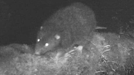 Giant 'rat as big as a cat' with three-inch claws and sharp incisors caught on camera