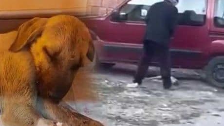 Sivas'ta dehşet! Yavru köpeği sopayla dövdü