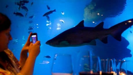 Blue sharks can change colour like chameleon, scientists find