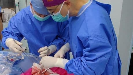 Realizan el primer trasplante de un pulmón de cerdo a un paciente humano