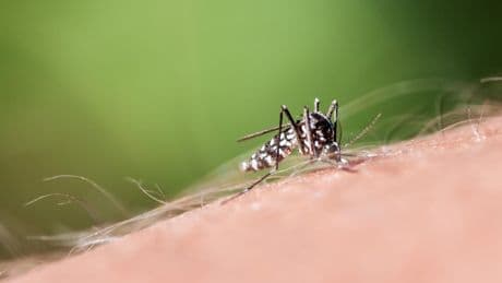 Asiatische Tigermücke in Deutschland: Schutz und Symptome