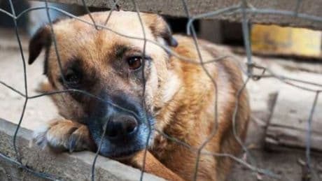 Iran, vietato portare a spasso i cani: il perché del divieto e cosa dice il Corano