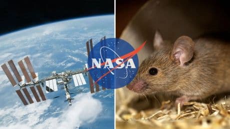 Un experimento con &#039;ratones astronautas&#039; de la NASA confirma que el espacio destruye los huesos desde dentro