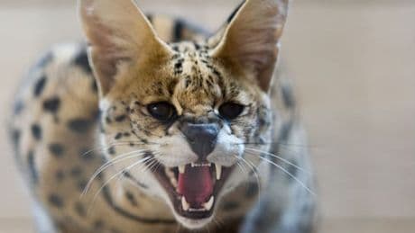 Raubkatze auf Abwegen – Serval ist wieder eingefangen