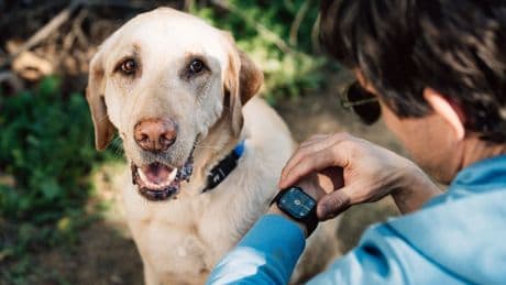 Fi’s AI-powered dog collar lets you monitor pet behavior via Apple Watch