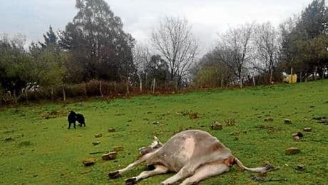 Bizkaia atiende más de 8.000 peticiones de recogida de ganado muerto al año