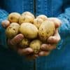 Les pommes de terre sont-elles vraiment mauvaises pour la santé ?