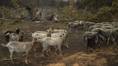 Todas las leyes contra la &quot;emergencia climática&quot; que han empeorado los incendios y ya nos trajeron la Dana y el apagón