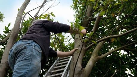 What to do if a neighbour's tree overhangs your garden - and who's responsible