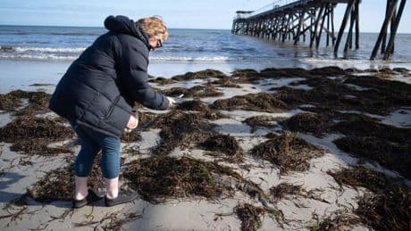 Australia declara la alarma por una alga tóxica que ha matado a miles de animales marinos