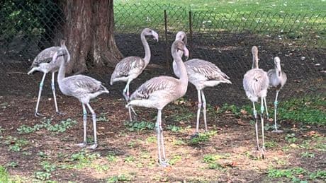 Köln: Flamingo-Nachwuchs im Zoo erkundet erstmals die Außenanlage