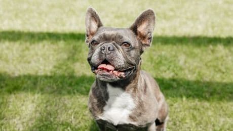 Dieburg bei Darmstadt: Mann beißt Hund ins Ohr
