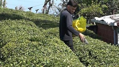 Yaş çay üreticileri son hazırlıklarını tamamlıyor