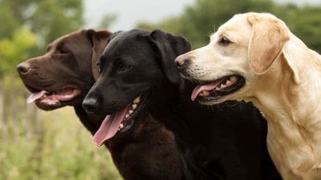 Vet shares important information people should know before getting a Labrador