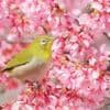 Indonésie : plus de 1 200 oiseaux d’espèces menacées saisies lors d’un transport illégal