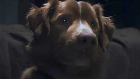 ¿Muere el perro? La duda que arrasa internet y ha cambiado el futuro de la película de terror más esperada