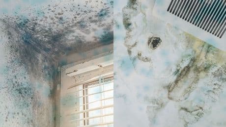 Signs Your House Has Mold—And How to Get Rid of It