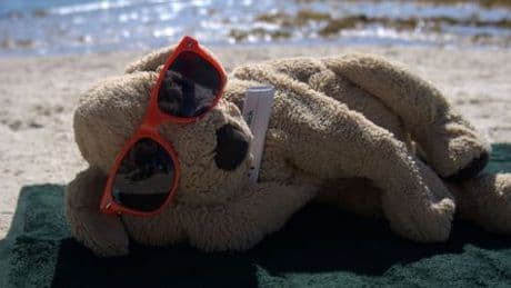 Australien: In Hotel vergessener Plüschhund Jack wird zum Internetstar