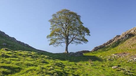 Twee Britten schuldig aan omkappen van iconische 200 jaar oude boom Sycamore Gap