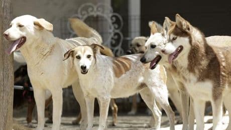 Des ONG accusent le Maroc d’abattre des animaux avant la tenue de la CAN et de la Coupe du monde