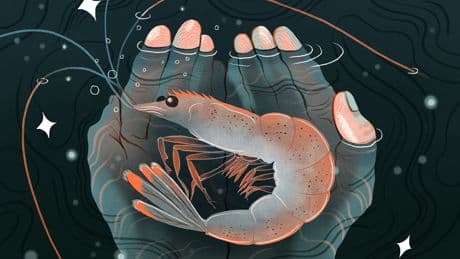 The case for caring about shrimp