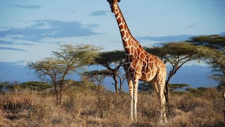 Von wegen «die» Giraffe: Vier verschiedene Arten anerkannt