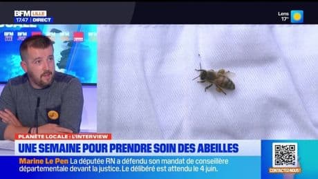 Planète Locale du mercredi 28 mai - Une semaine pour prendre soin des abeilles