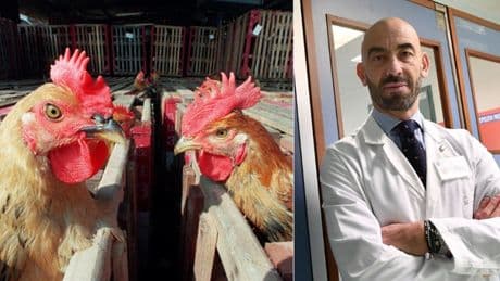 Aviaria, Bassetti: «Il virus muta e si avvicina all'uomo. È necessaria una prevenzione vaccinale»