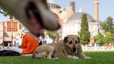 Turkey’s top court backs controversial new dog culling law