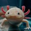 Hoop voor bedreigde soort: ‘lachende’ salamander overleeft weer in het wild
